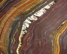Polished Tiger Iron Stromatolite - ( Billion Years) #92971-1